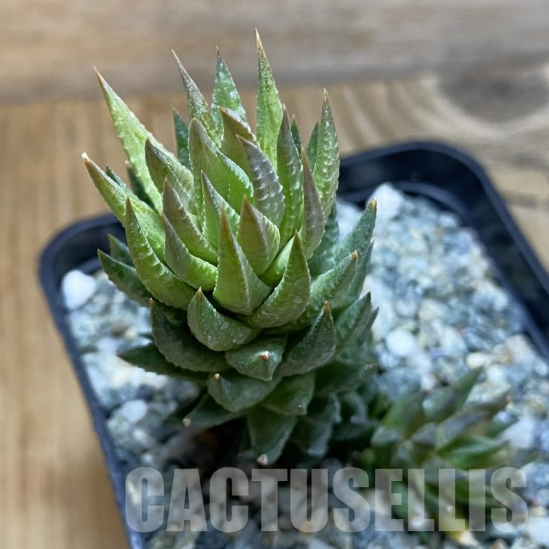 SH14622 Haworthia glauca v. herrei