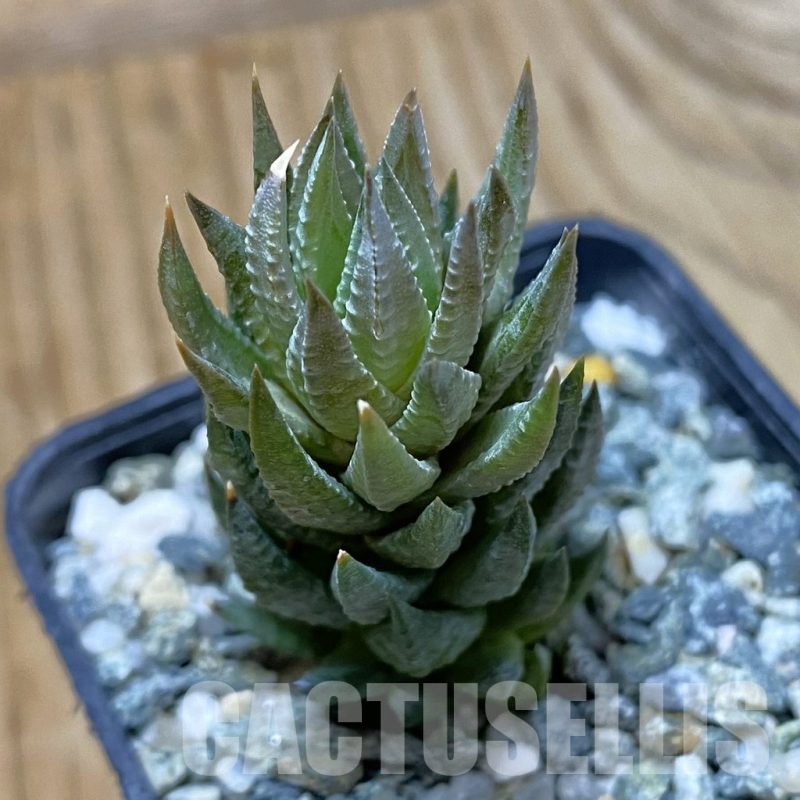 SH14623 Haworthia glauca v. herrei