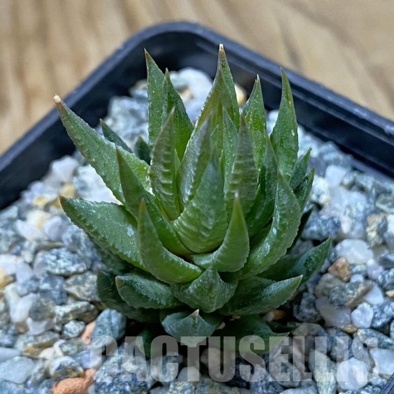 SH14624 Haworthia glauca v. herrei