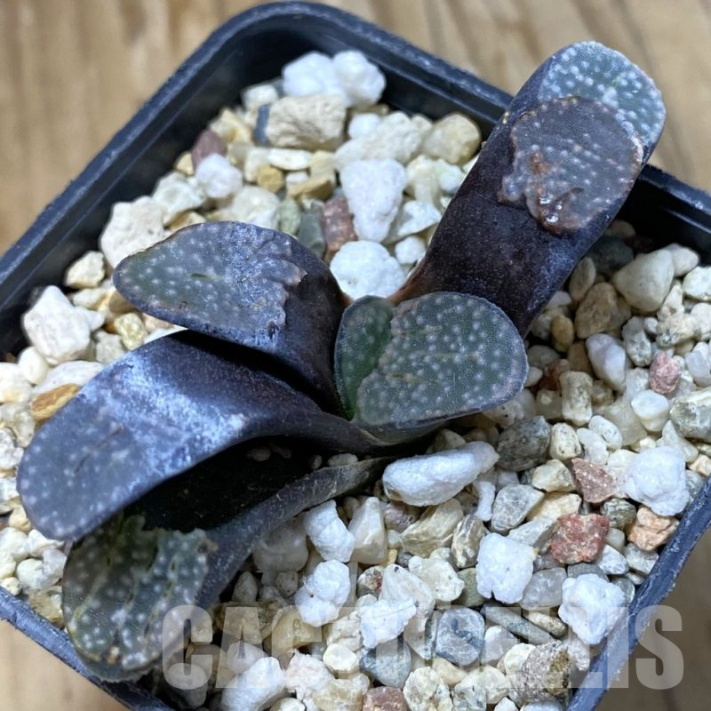 SH14625 Haworthia groenewaldii