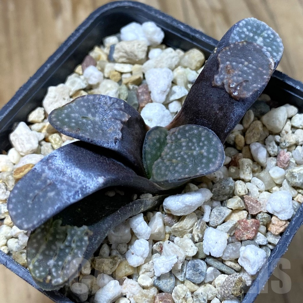SH14625 Haworthia groenewaldii