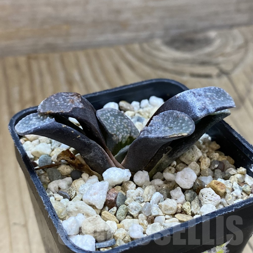 SH14625 Haworthia groenewaldii - Image 2