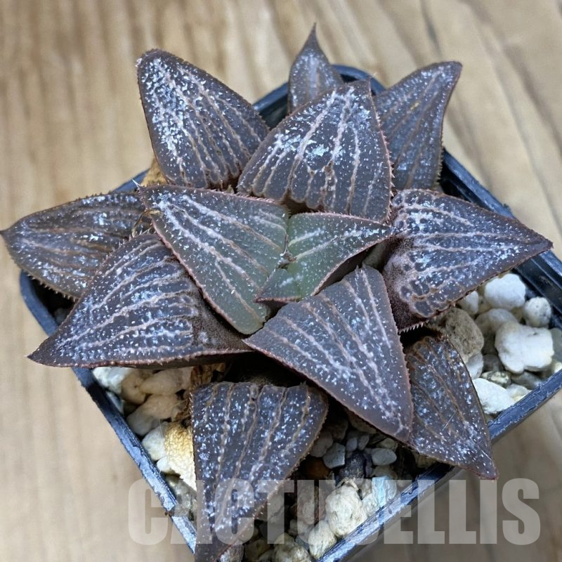 SH14626 Haworthia magnifica hybrid