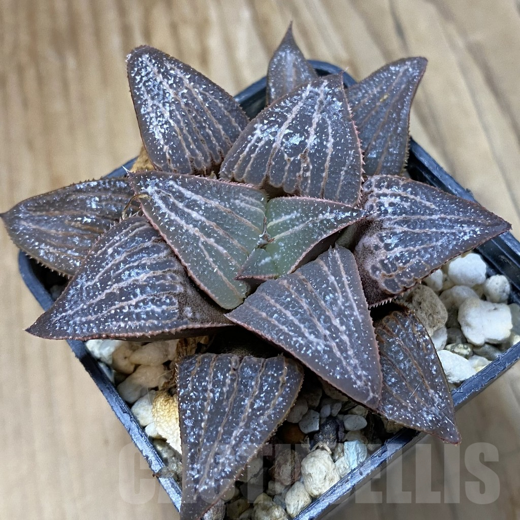 SH14626 Haworthia magnifica hybrid