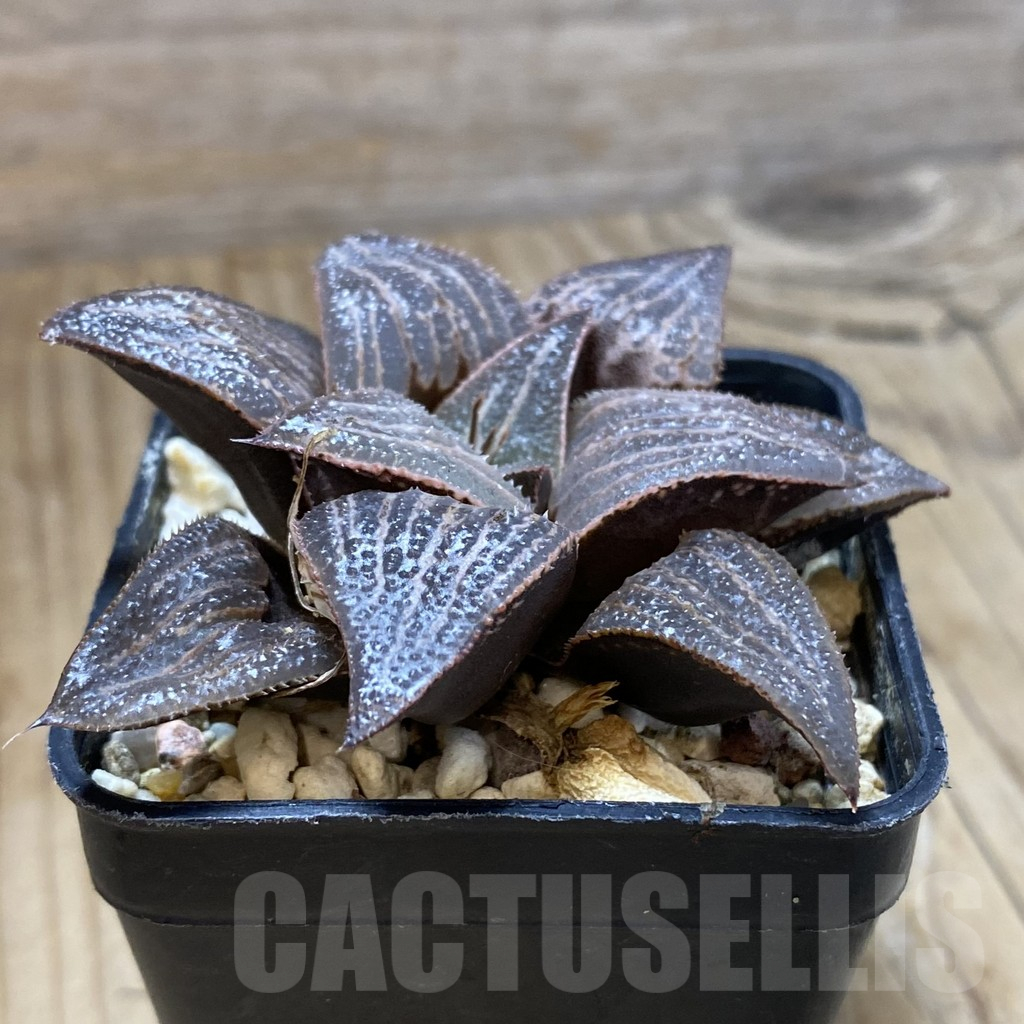 SH14626 Haworthia magnifica hybrid - Image 2