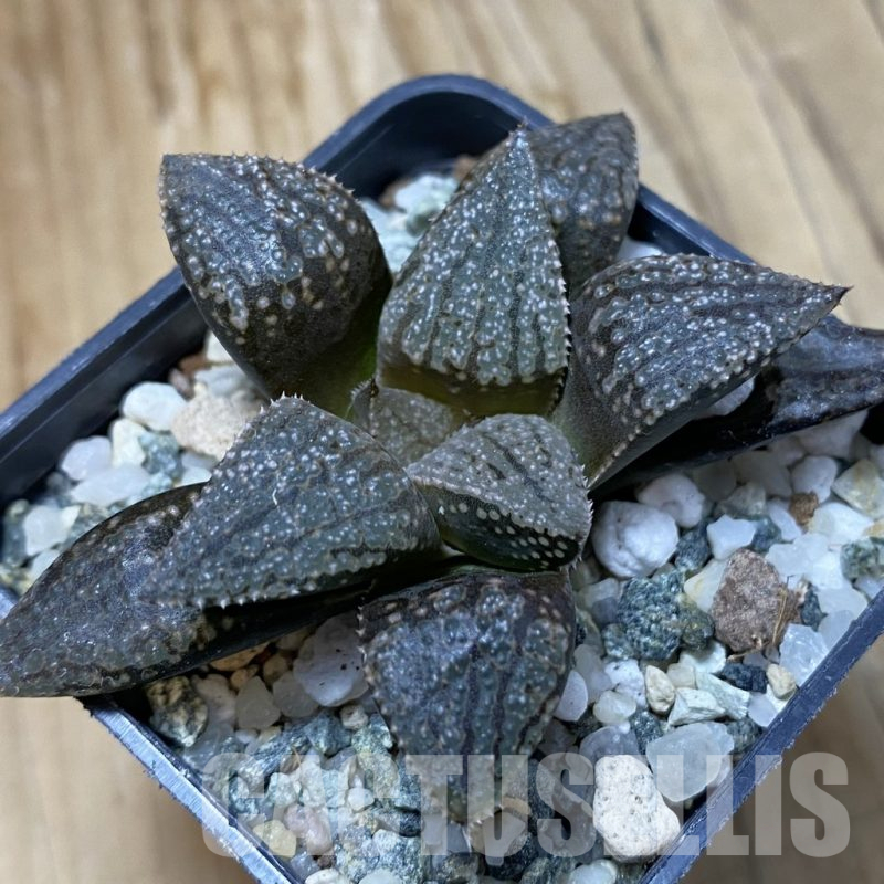 SH14627 Haworthia picta -Japan-