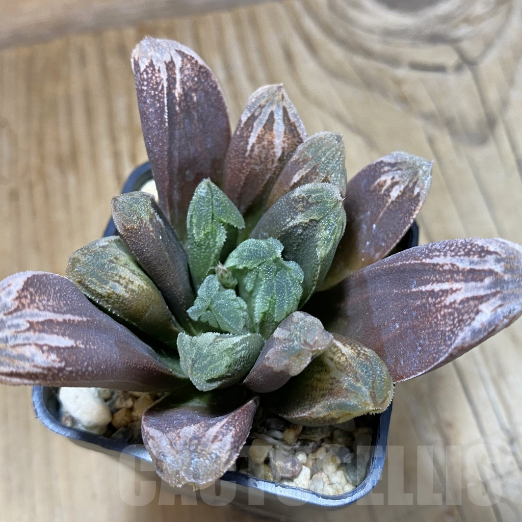 SH14628 Haworthia hybrid