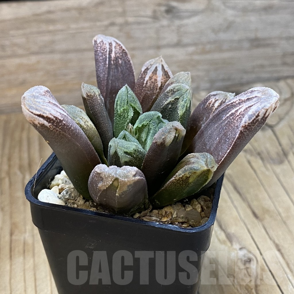 SH14628 Haworthia hybrid – Image 2