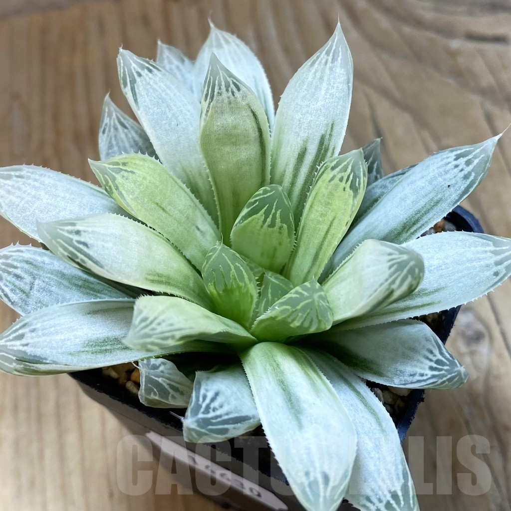 SH14630 Haworthia cooperi f. variegata