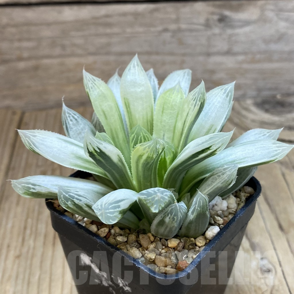 SH14630 Haworthia cooperi f. variegata - Image 2