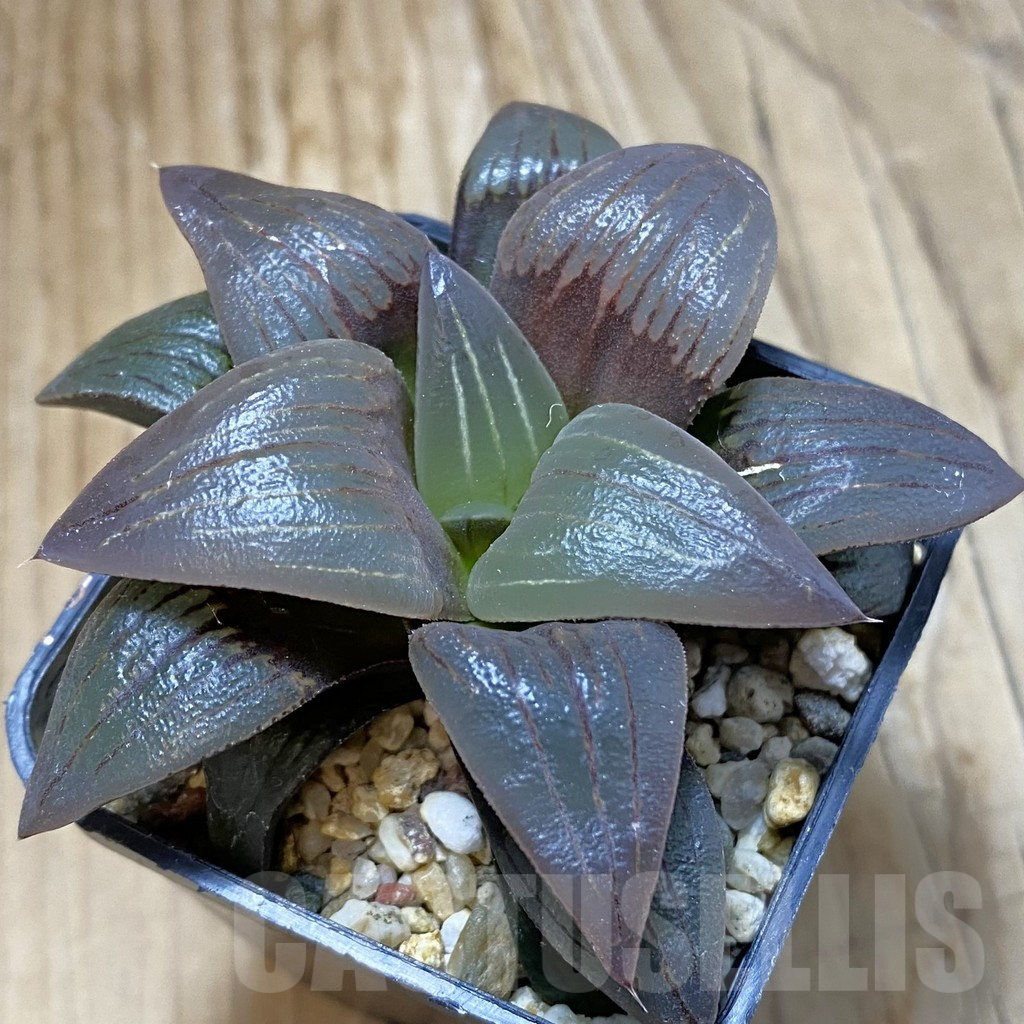 SH14631 Haworthia atrofusca -Japan-
