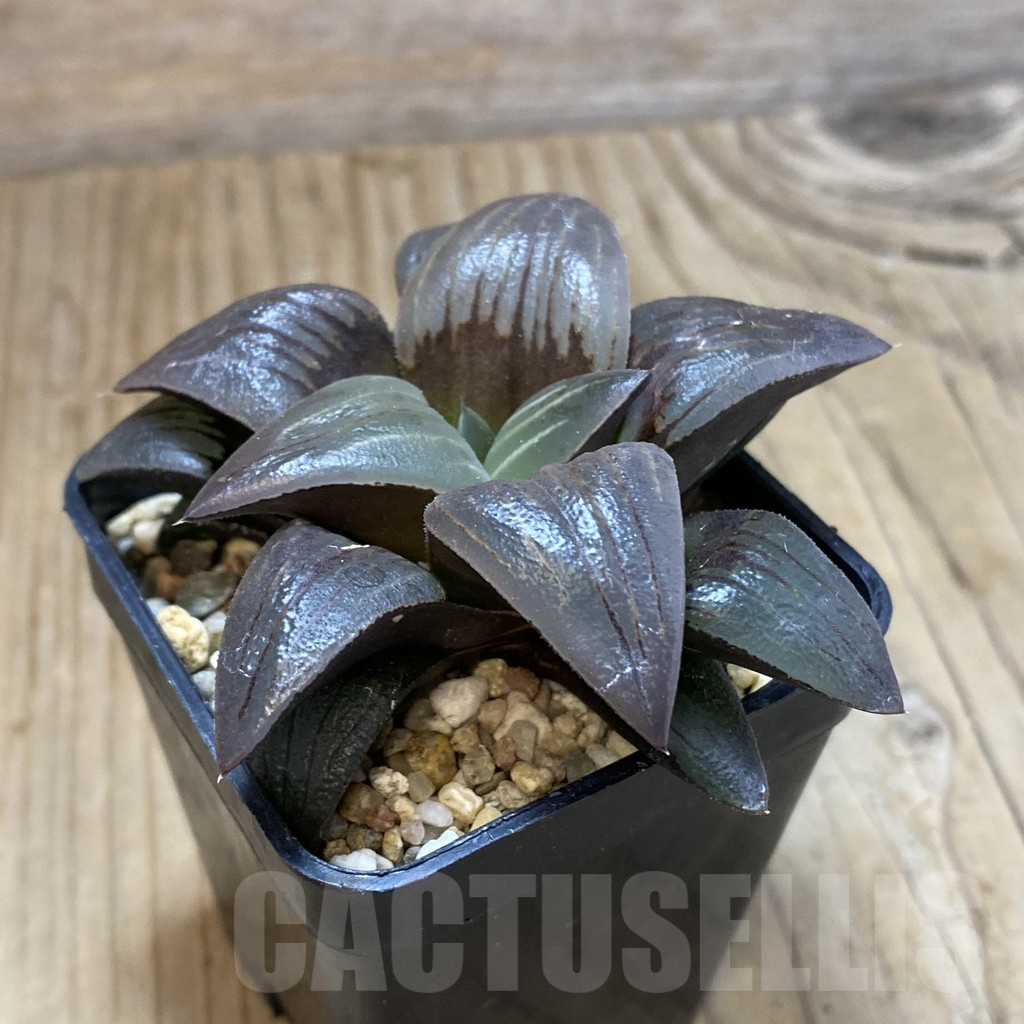 SH14631 Haworthia atrofusca -Japan- - immagine 2