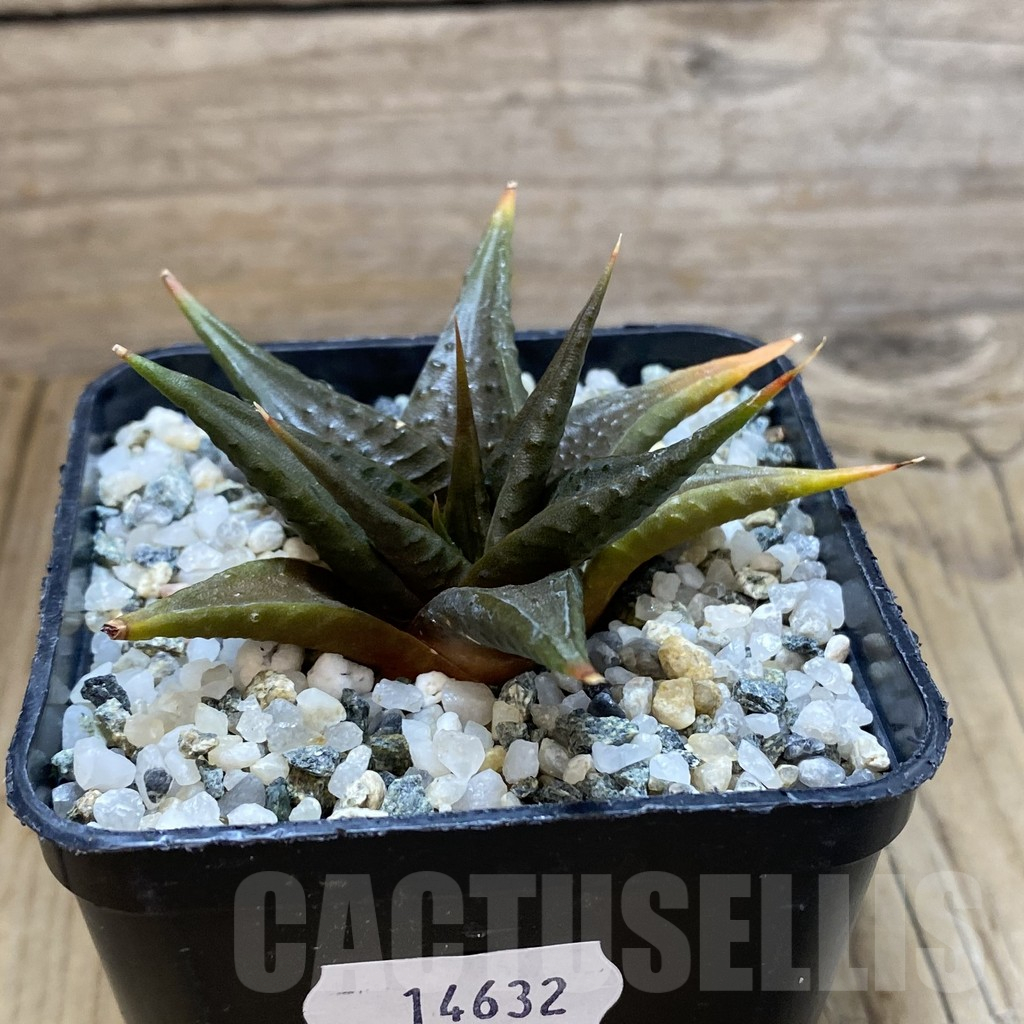 SH14632 Haworthia limifolia v. arcana SH - Image 2