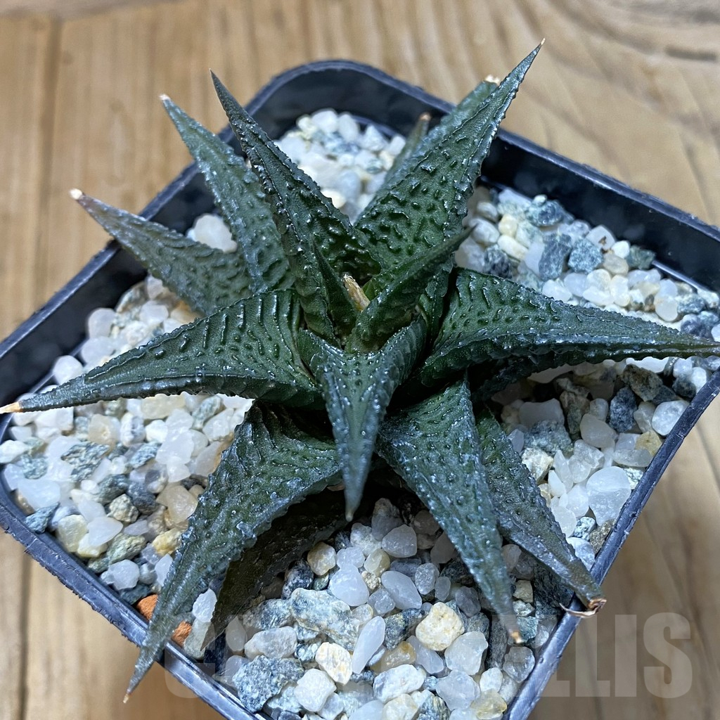 SH14633 Haworthia limifolia -Barberton-