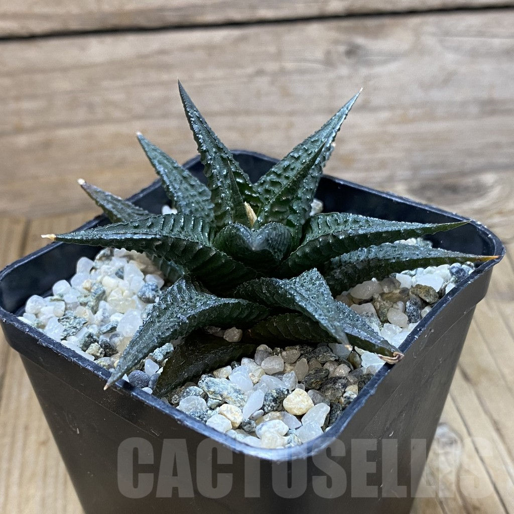 SH14633 Haworthia limifolia -Barberton- - Image 2