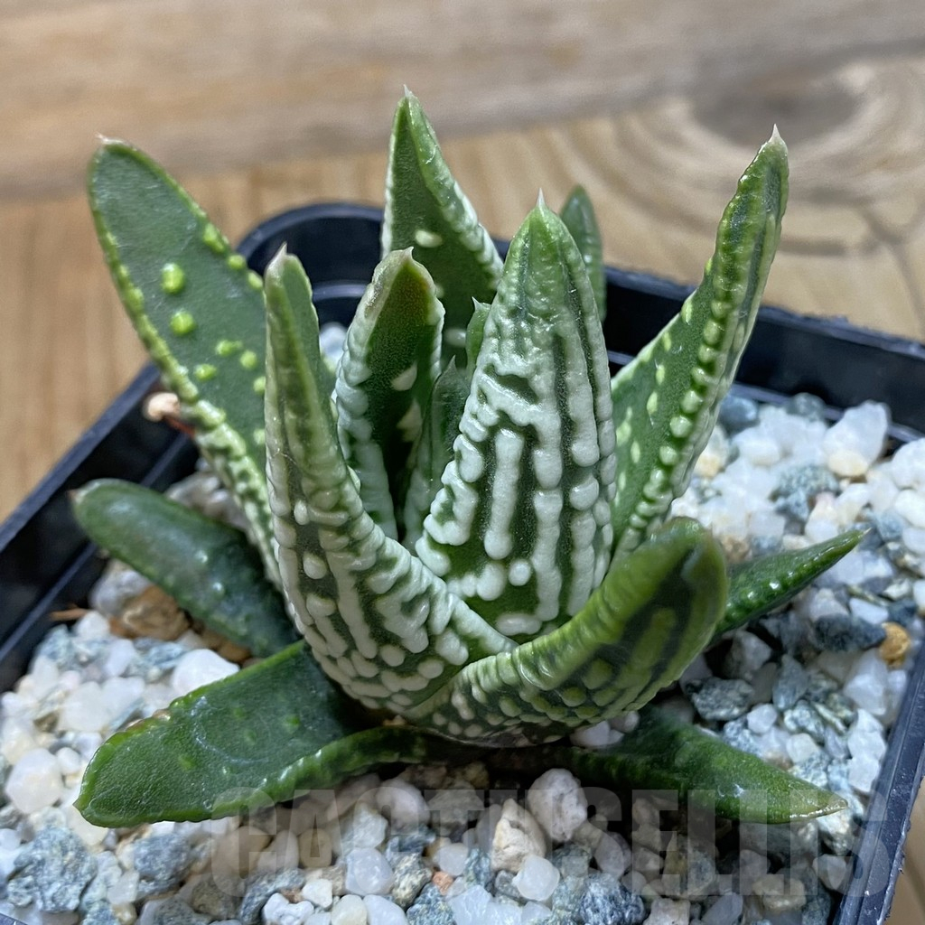 SH14634 Haworthia pumila 'Emperor'
