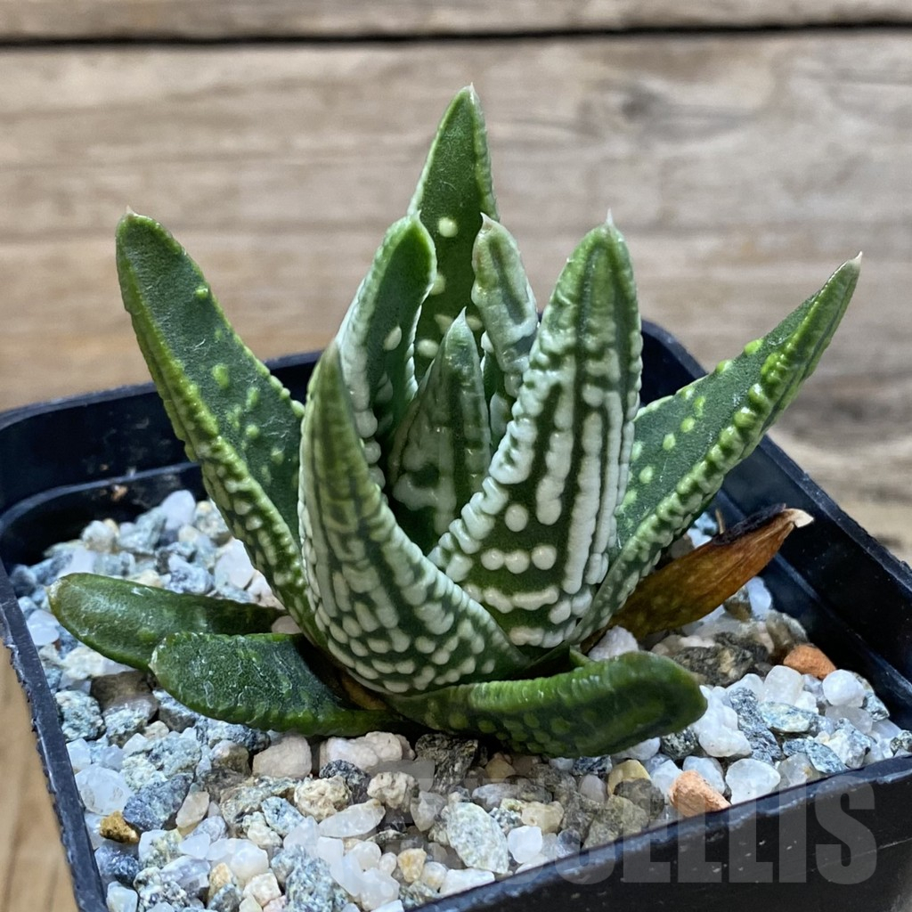 SH14634 Haworthia pumila 'Emperor' - Image 2