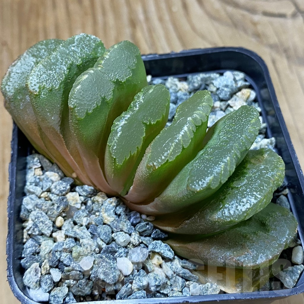 SH14635 Haworthia truncata 'Lime Green' hybrid