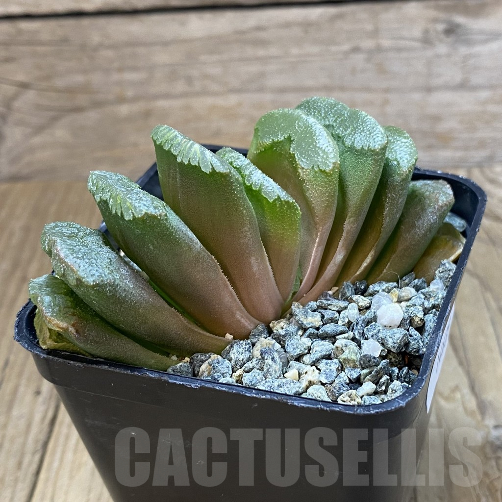 SH14635 Haworthia truncata 'Lime Green' hybrid – Image 2