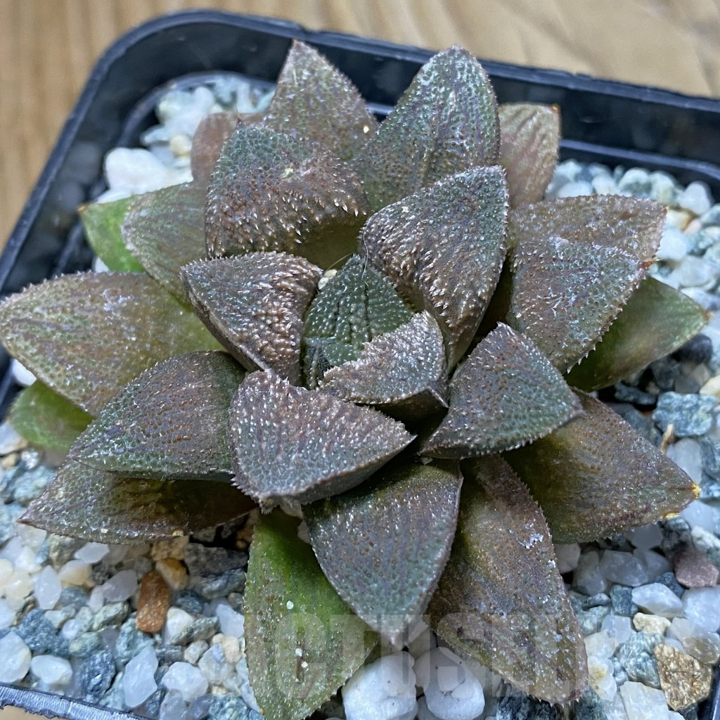 SH14636 Haworthia PP156 ex Artisan plants