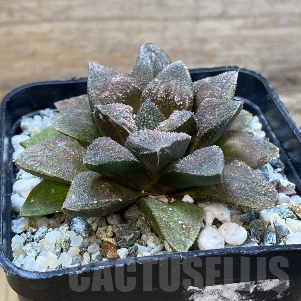 SH14636 Haworthia PP156 ex Artisan plants – Image 2
