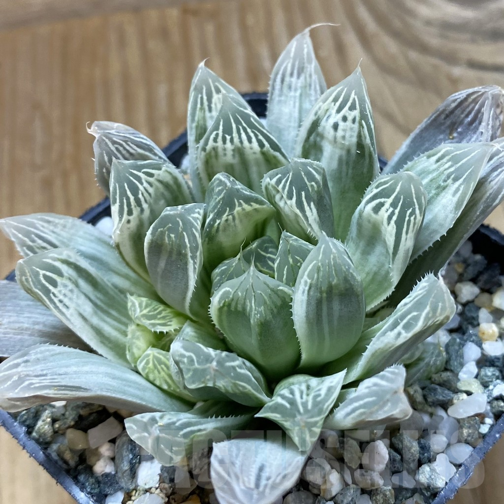SH14637 Haworthia cooperi f. variegata