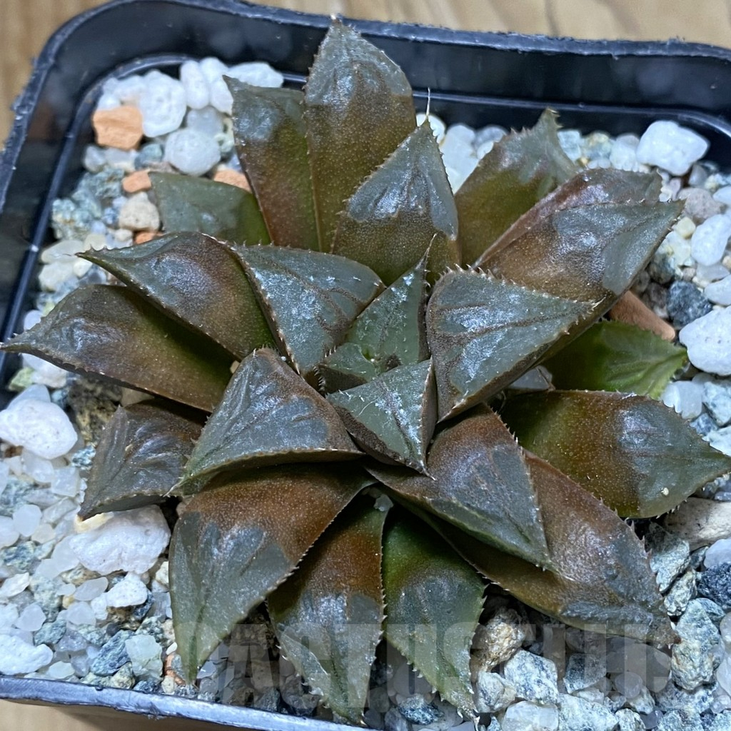 SH14639 Haworthia mirabilis 'Mundula' -Mierkraal-