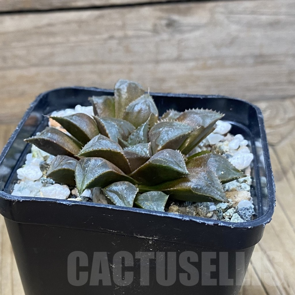 SH14639 Haworthia mirabilis 'Mundula' -Mierkraal- - Obrázek 2