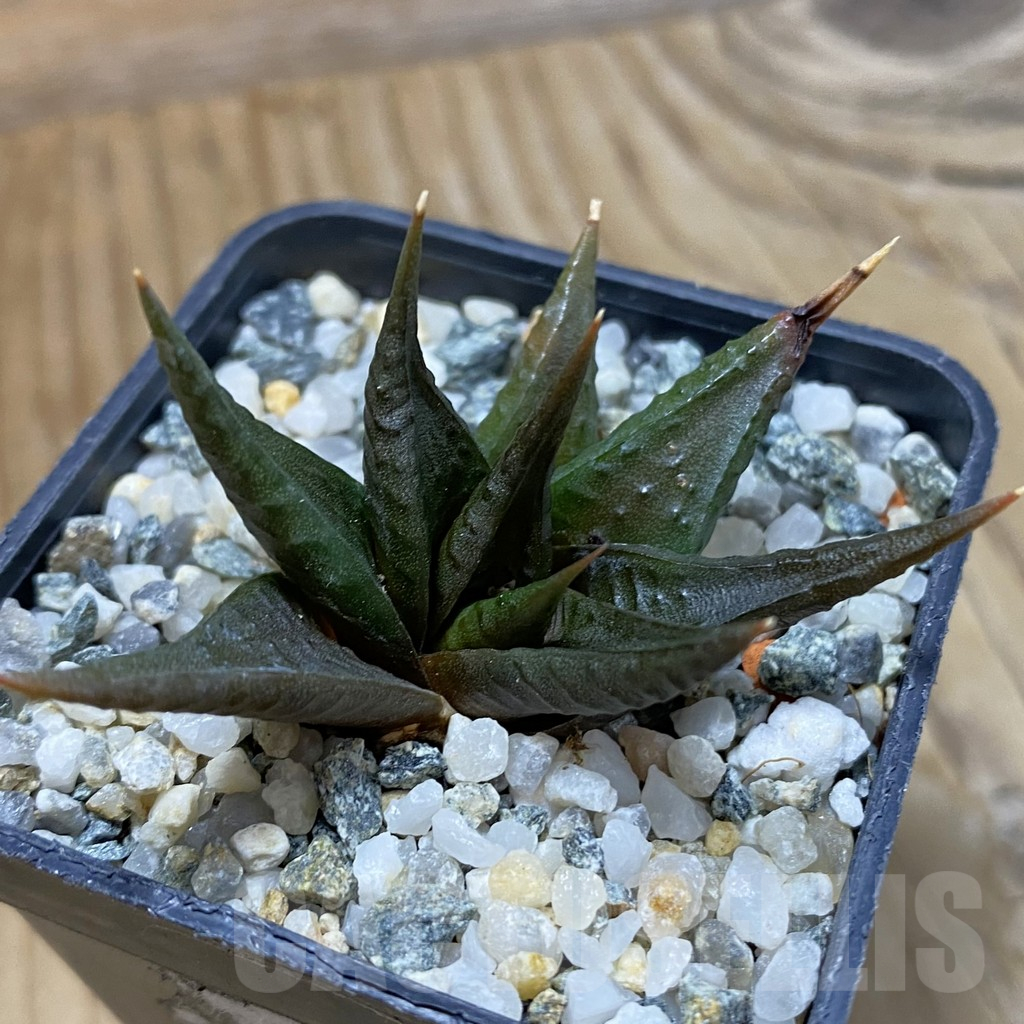 SH14641 Haworthia limifolia v. arcana SH
