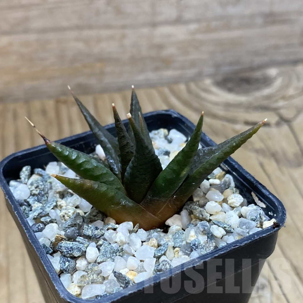 SH14641 Haworthia limifolia v. arcana SH - Image 2