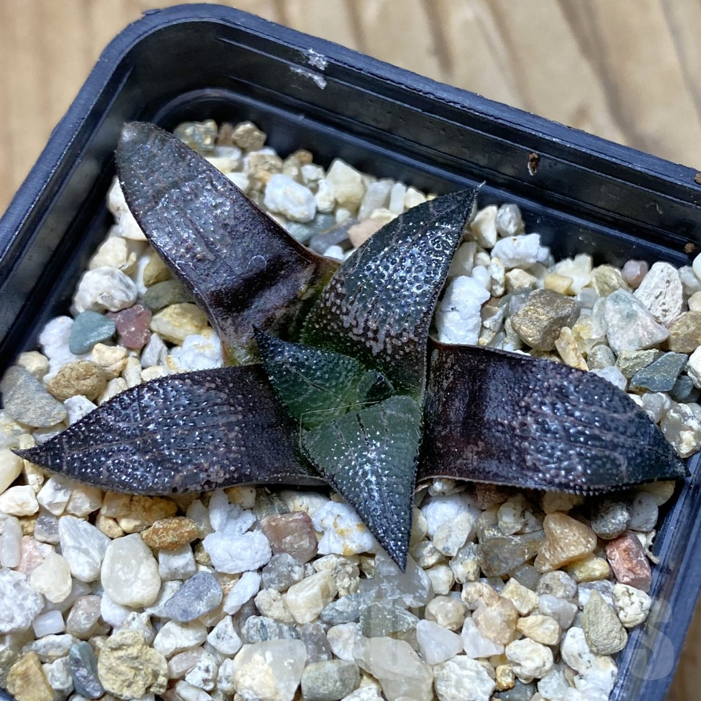 SH14642 Haworthia marxii hybrid