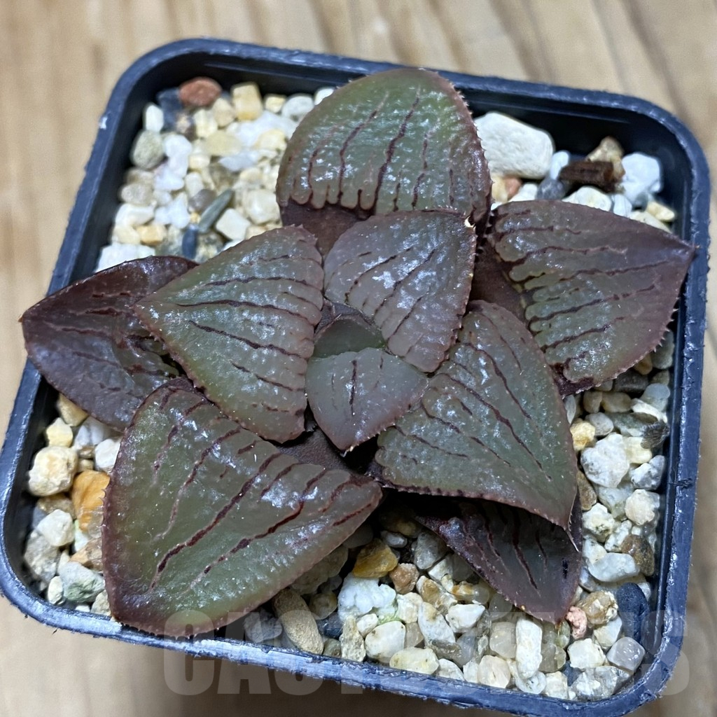 SH14643 Haworthia bayeri x springbokvlakensis