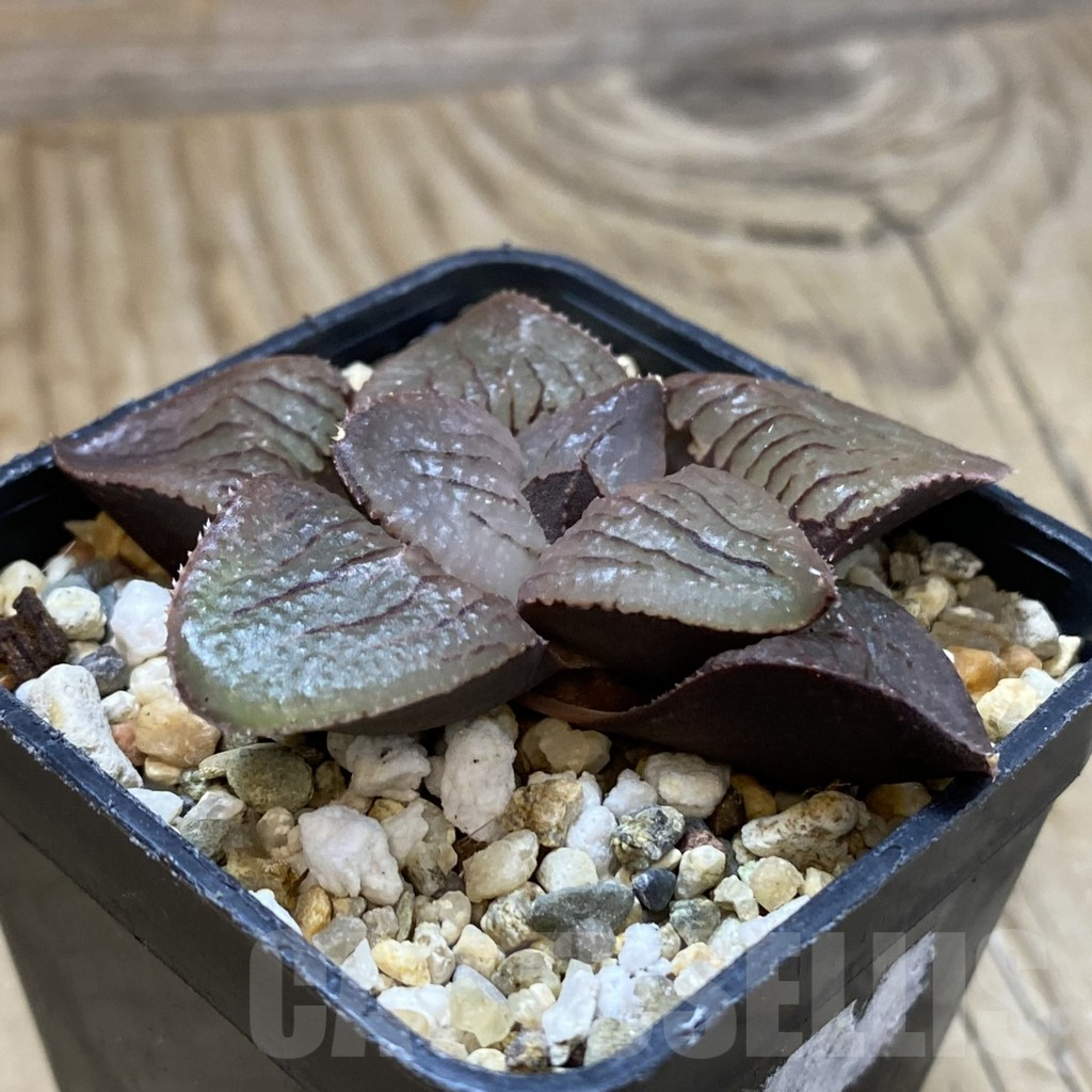 SH14643 Haworthia bayeri x springbokvlakensis – Bild 2