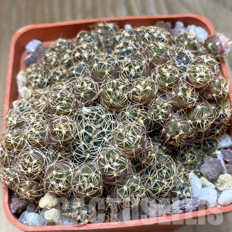 SH14577 Lobivia arachnacantha