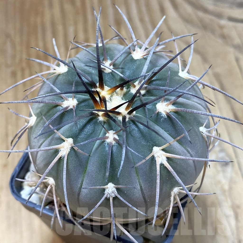 SH14585 Gymnocalycium spegazzinii TOM 12-719