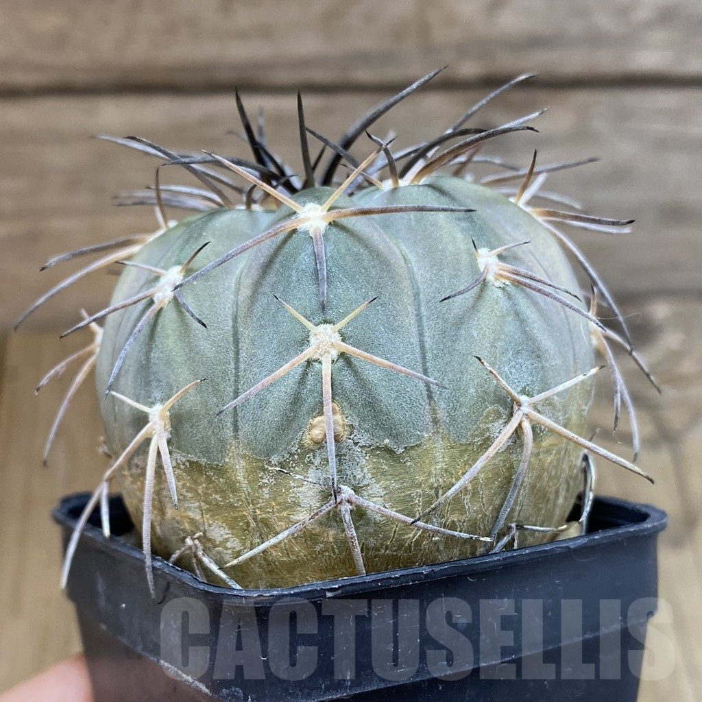 SH14585 Gymnocalycium spegazzinii TOM 12-719 - Image 2