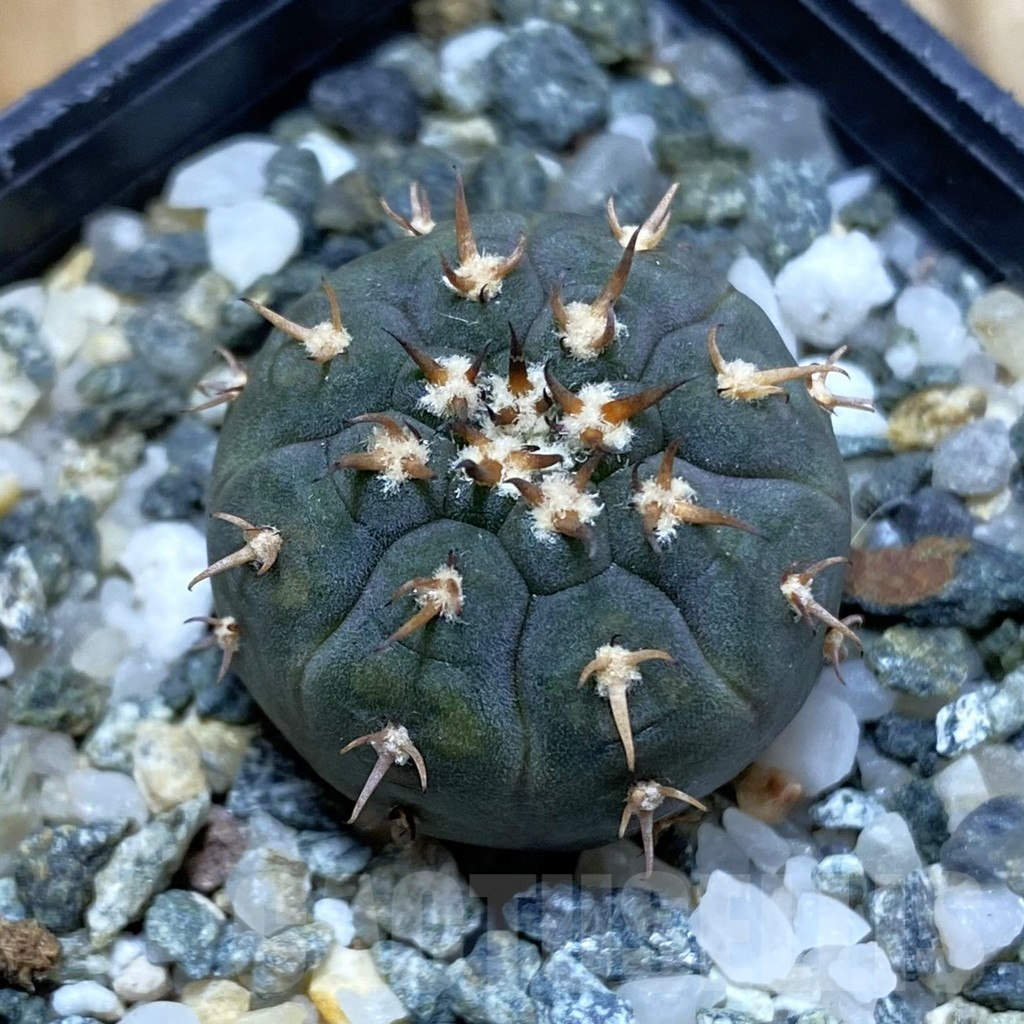 SH14586 Gymnocalycium spegazzinii v. unguispinum SL 443