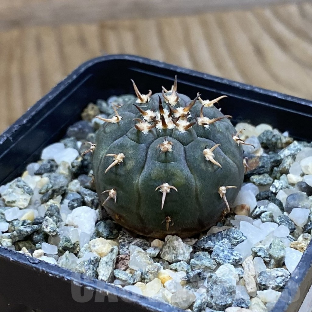 SH14586 Gymnocalycium spegazzinii v. unguispinum SL 443 - Imagen 2
