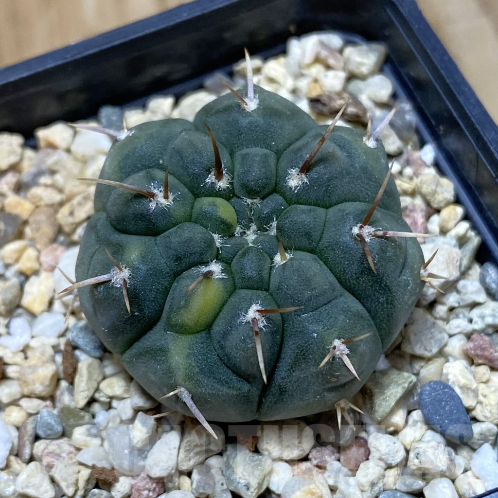 SH14587 Gymnocalycium ochoterenae f. variegata