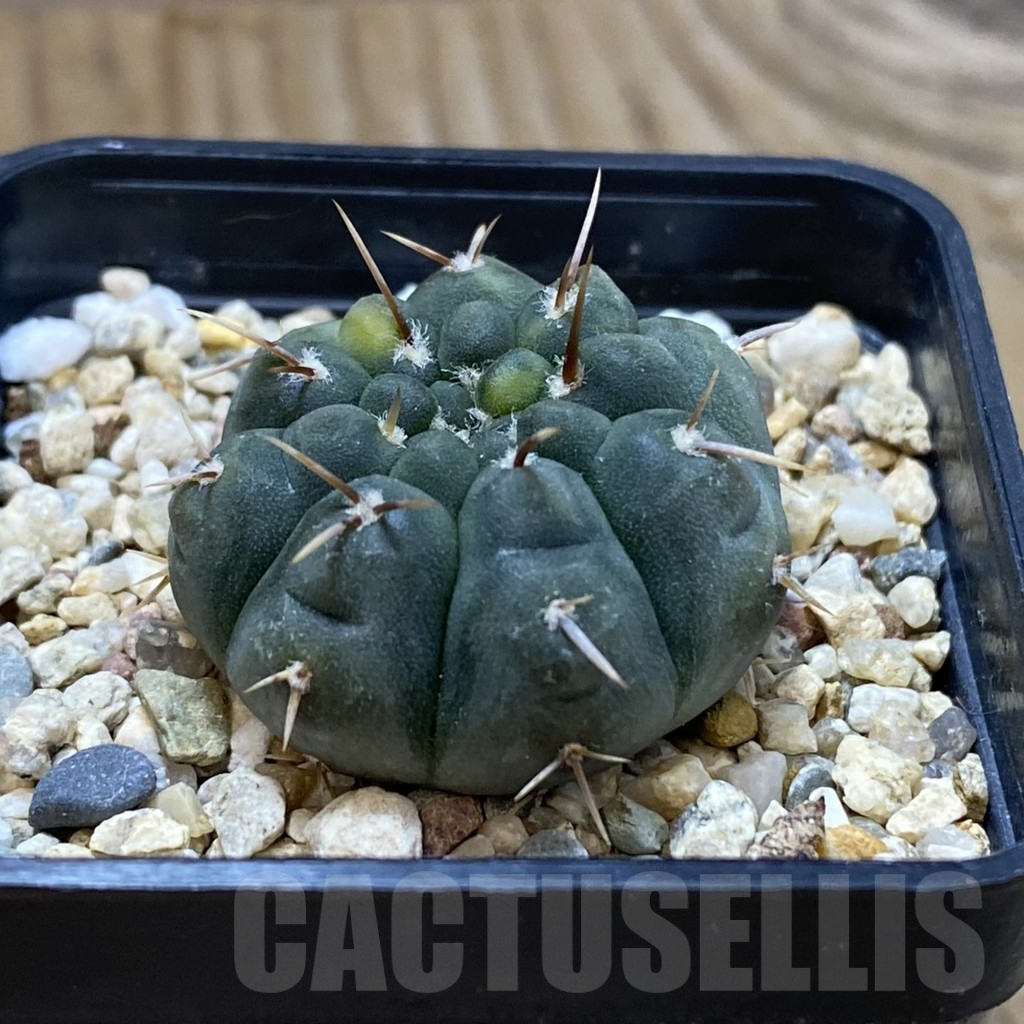 SH14587 Gymnocalycium ochoterenae f. variegata - Image 2