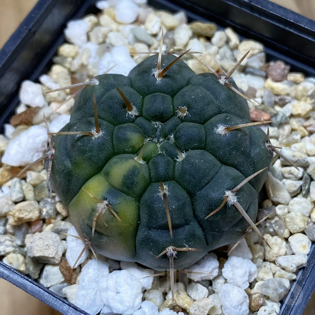 SH14588 Gymnocalycium ochoterenae f. variegata