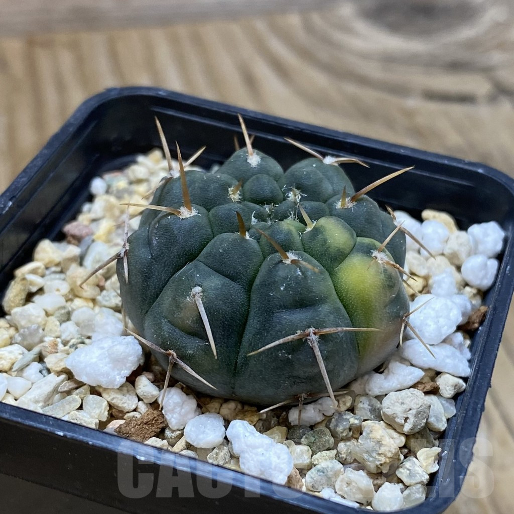 SH14588 Gymnocalycium ochoterenae f. variegata - Imagen 2
