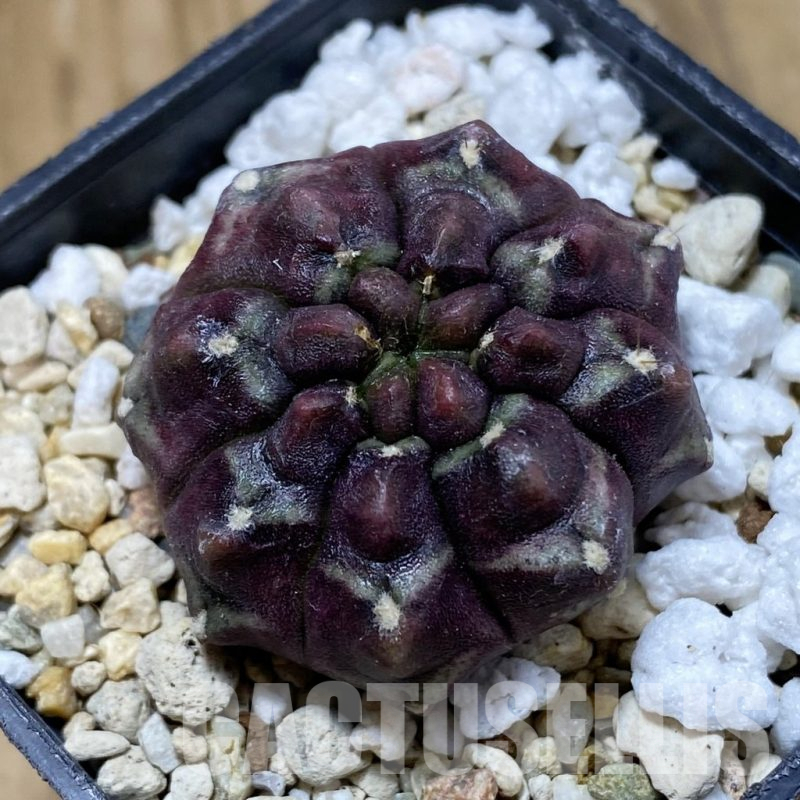 SH14589 Gymnocalycium mihanovichii ‘Day Dream’ ,original clone