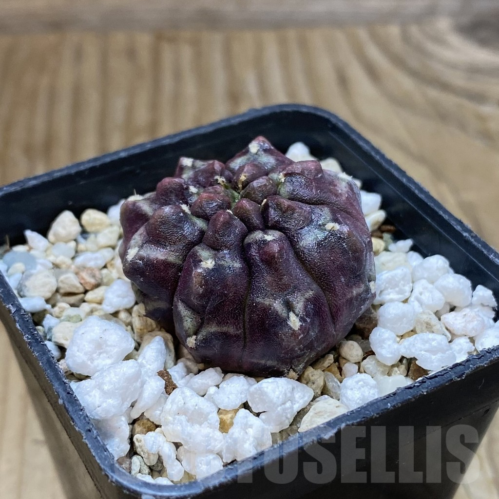 SH14589 Gymnocalycium mihanovichii ‘Day Dream’ ,original clone - Obrázek 2
