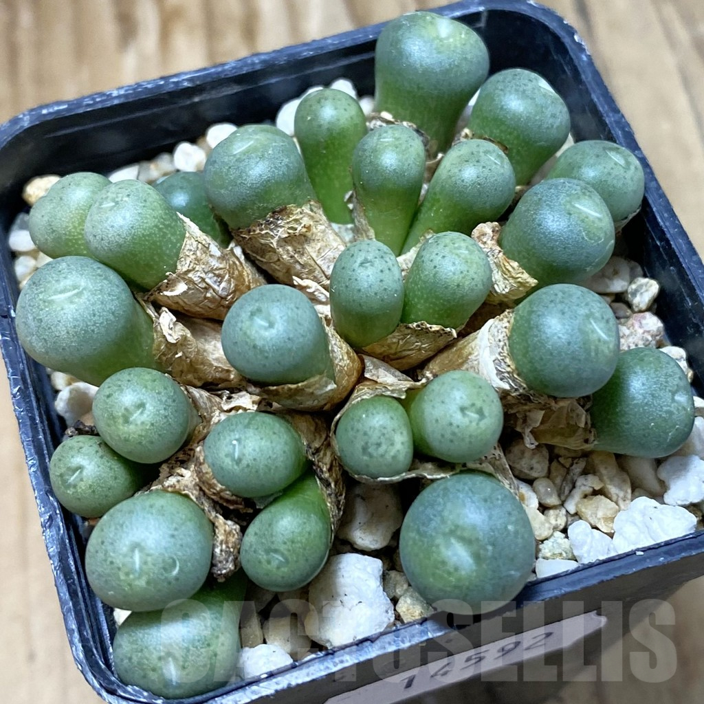 SH14592 Conophytum truncatum