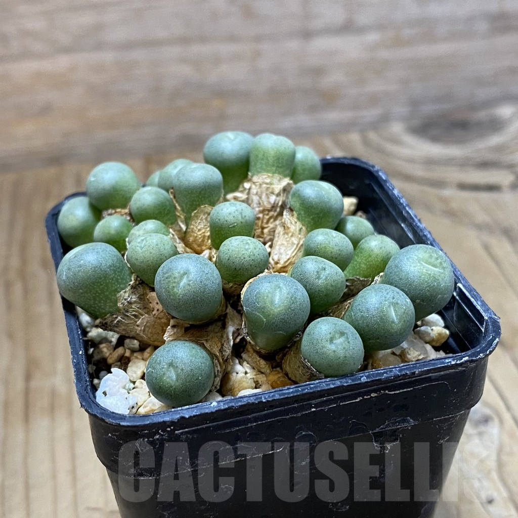 SH14592 Conophytum truncatum - Image 2