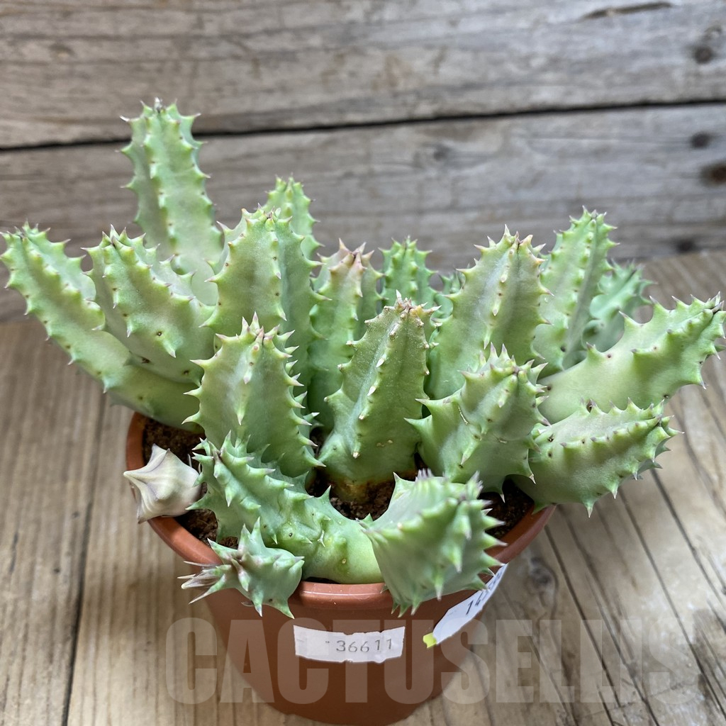 SH14594 Huernia confusa 'Pink Eye' - Image 2