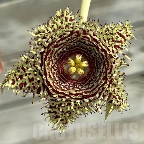 SH22206 Huernia hystrix