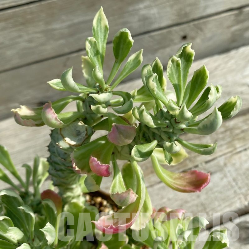 SH14597 Monadenium stapelioides f. variegata