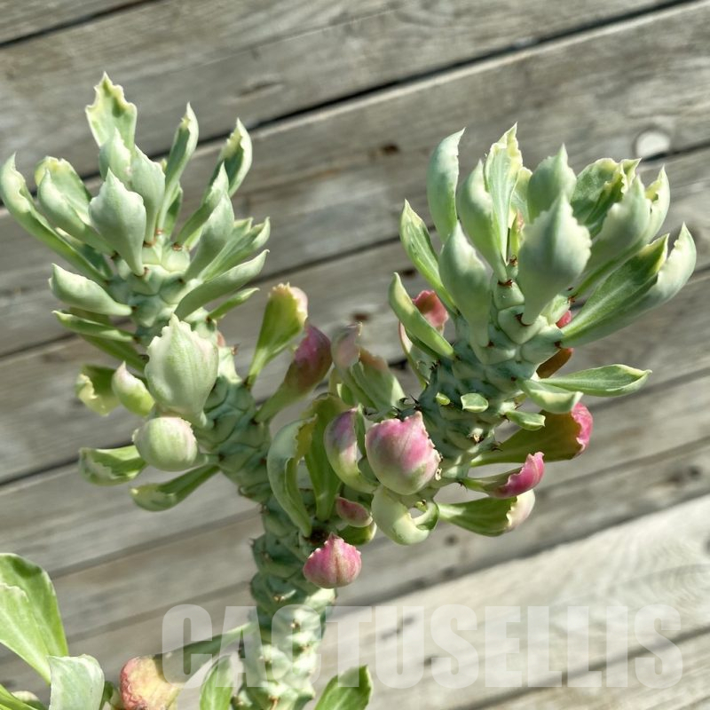 SH14598 Monadenium stapelioides f. variegata